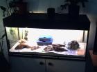 Aquarium mit Zubehör