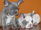 Französische Bulldogge blau und blau-weiss reinrassig ohne Papiere